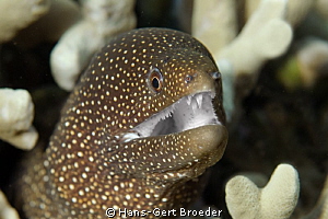 Whitemouth Moray
Who needs toothpaste?
www.bunakenhans.... by Hans-Gert Broeder 